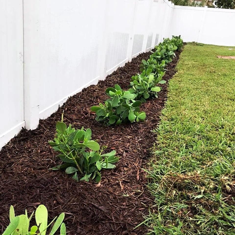 Freshly mulched planting bed with new shrubs installed along a white vinyl fence