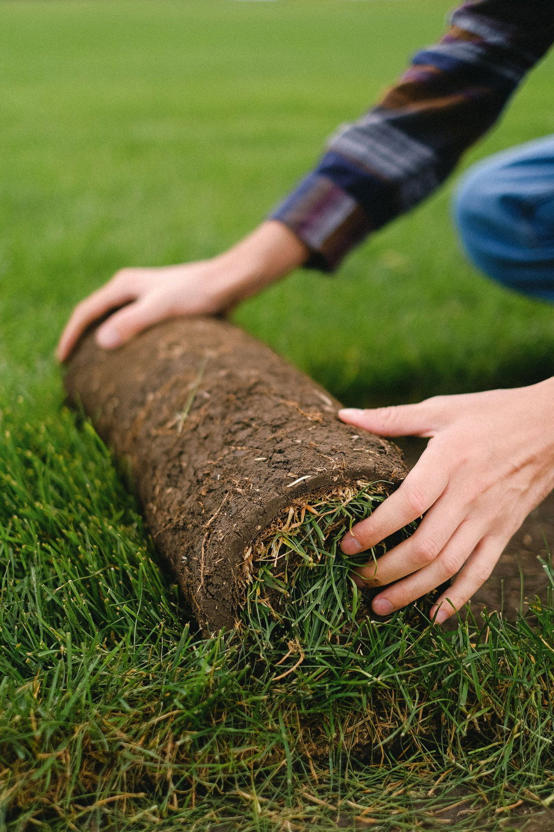 Fresh sod roll being laid onto prepared ground