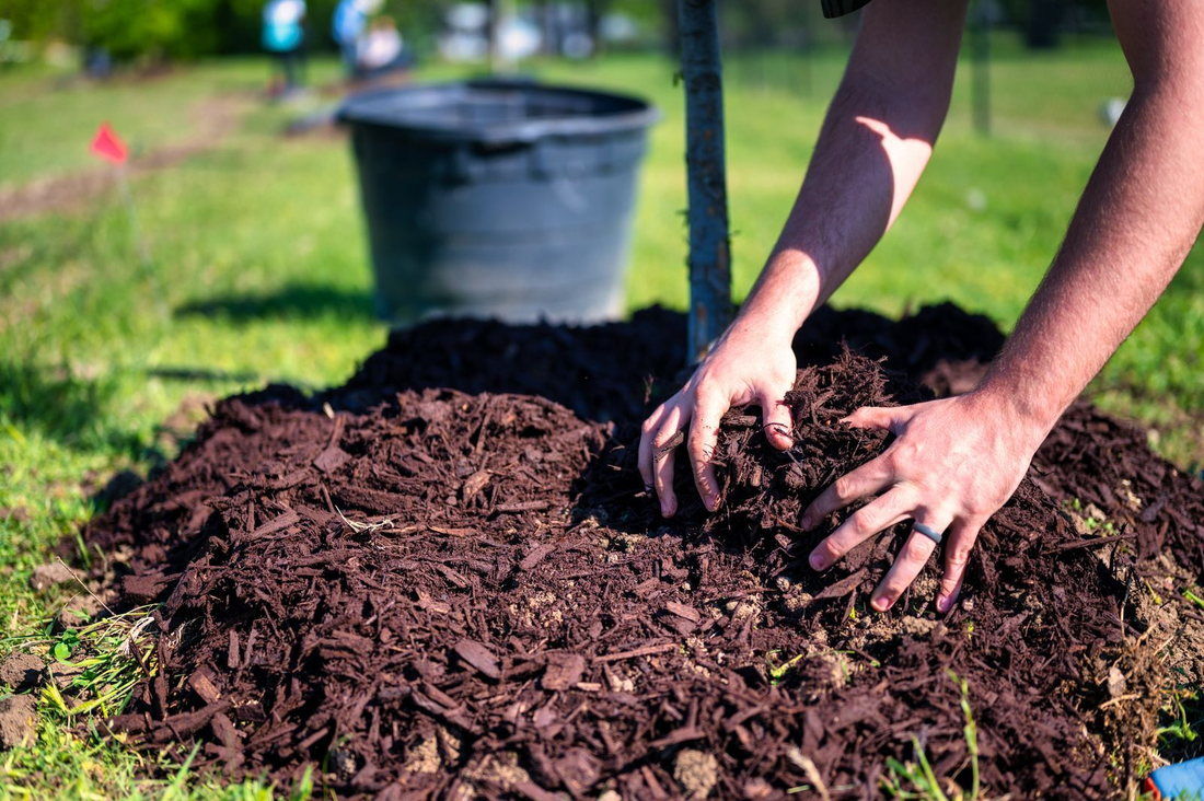 Hands spreading a fresh mulch ring around a newly planted tree on a lawn